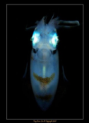 Glowing Squid (Night dive / strobe lit) 
D300, 60mm AF-S... by Kay Burn Lim 